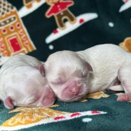 Shih Tzu puppies from Sunshine Shih Tzus