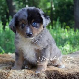 Sunshine - Blue merle female Australian Shepherd puppy in Grapeland, Texas from Smokin K Aussies