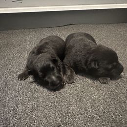 Cane Corso and German Shepherd Puppies from Cane Sportivo