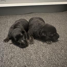 Cane Corso and German Shepherd Puppies from Cane Sportivo
