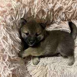 Yumi - Sesame female Shiba Inu puppy in Tamarac, Florida from The Queen of Shibas