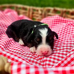 Tanner - Tri-color male Bernedoodle puppy in Russell Springs, Kentucky from 270 Doodles
