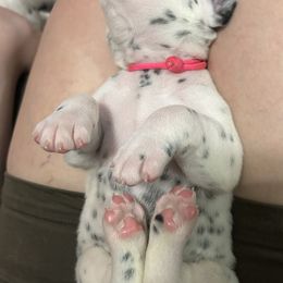 Dalmatian Puppies from ArmySoldier Dalmatians