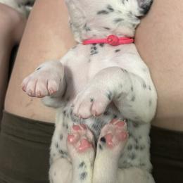 Dalmatian Puppies from ArmySoldier Dalmatians