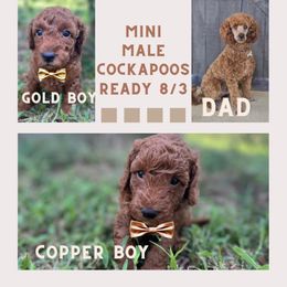 Cockapoo and Goldendoodle Puppies from Boutique Doodles