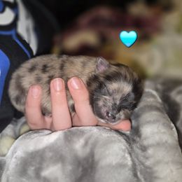 Split face - Blue merle male Pomeranian puppy in Salem, Oregon from Valley Aussies