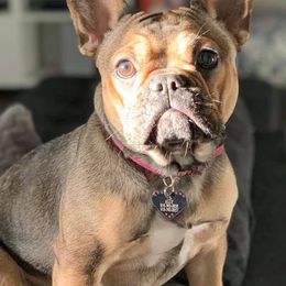 French Bulldogs from Love My Crazy Frenchies