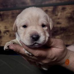 Posie - Yellow female Labrador Retriever puppy in Kossuth, Pennsylvania from Barrett Farm Labradors
