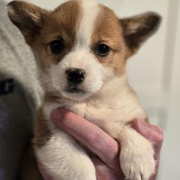 Rowan - Red male Pembroke Welsh Corgi puppy in Mount Vernon, Ohio from Rose Water Corgis in Ohio
