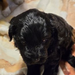 Raleigh - Black and white male Aussiedoodle puppy in Windom, Texas from Wild Farm Puppies