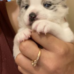 Pomsky Puppies from Pomsky‘s Palace