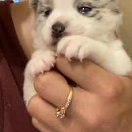 Pomsky Puppies from Pomsky‘s Palace