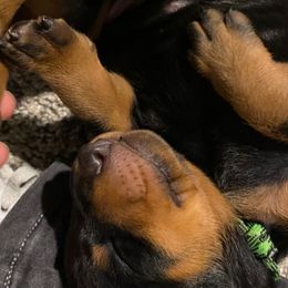 Doberman Pinscher and French Bulldog Puppies from Haus of Hound