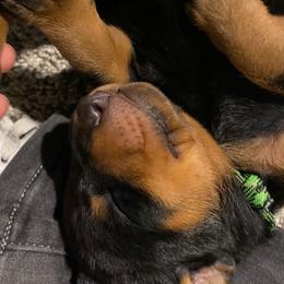 Doberman Pinscher and French Bulldog Puppies from Haus of Hound