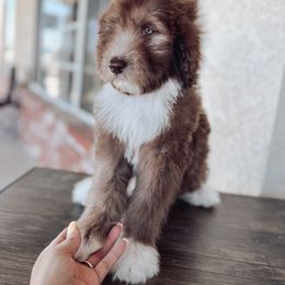 Bernedoodle, Goldendoodle, and Sheepadoodle Puppies from High Desert Doodles