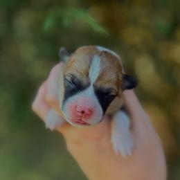 Boy 1 - Red male Pembroke Welsh Corgi puppy in Yulee, Florida from Pembroke Welsh Corgis at Belle Haven