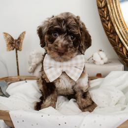 Puppy 2 - Merle female Cockapoo puppy in Savannah, Georgia from Vino and Vespa Doodles