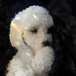 Luna - Black and white female Bernedoodle puppy in Atlanta, Georgia from RockaDoodles