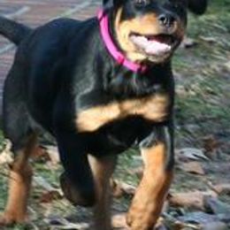 Dachshunds and Rottweilers from Braeside