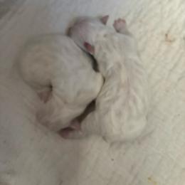 Girl 1 - White Coton de Tulear puppy in St Johns, Michigan from Centennial Farms Cotons