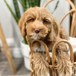 The Grinch (agua) - Australian Labradoodle puppy from Doodles_Ko