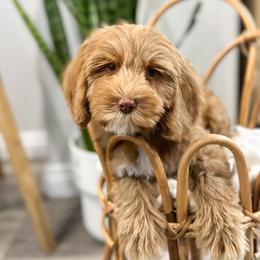 The Grinch (agua) - Australian Labradoodle puppy from Doodles_Ko