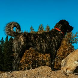 Ares - Anatolian Shepherd Dog