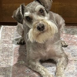 Finn - Miniature Schnauzer