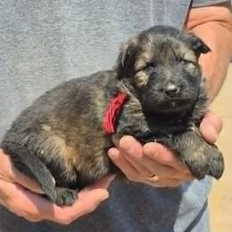 Girl 2 - Sable female German Shepherd puppy in Lake George, Colorado from High Country German Shepherds