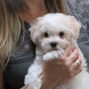 Bolognese Puppies from Mesilla Valley Bolognese
