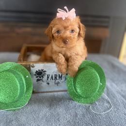 C - Red female Cockapoo puppy in Connersville, Indiana from MoonShine Babies