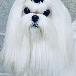 Maltese from Validian Maltese