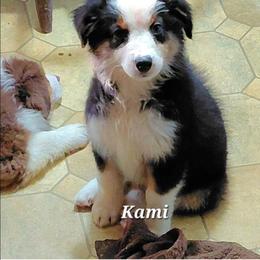 KAMI - Black tri-color female Australian Shepherd puppy in Elk Creek, Missouri from Hearts on Fire Australian Shepherds