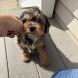 Cavapoo Puppies from Panda Puppies