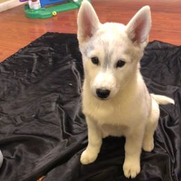 Siberian Huskies from Anna Weber's Siberian Huskies