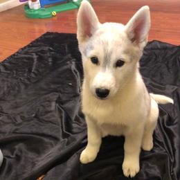 Siberian Huskies from Anna Weber's Siberian Huskies