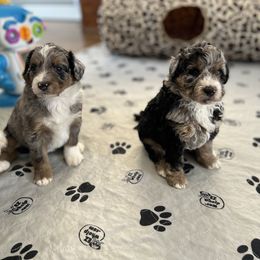 Aussiedoodle Puppies from Crystal Ridge Doodles
