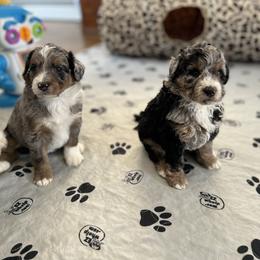 Aussiedoodle Puppies from Crystal Ridge Doodles