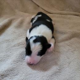 Willow - Black and white female Border Collie puppy in Morgan, Texas from Shooting Star Ranch
