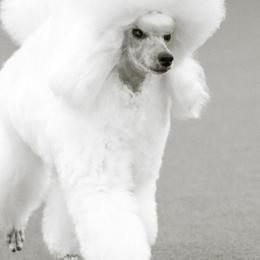 Poodles from Chrysalis