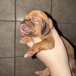 Purple girl - Red female Bloodhound puppy in Conway, Missouri from Ozark Mountain Kennel