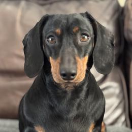 STELLA - Dachshund