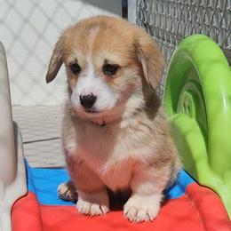 Juliet - Red female Pembroke Welsh Corgi puppy in Kiowa, Colorado from Cool Water Corgis LLC