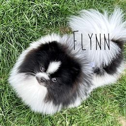 Flynn - Pomeranian