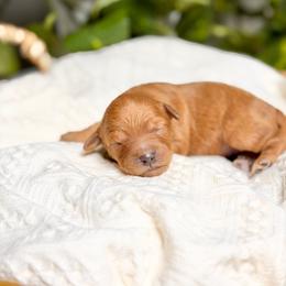 Reba - Red  female Goldendoodle puppy in Queen Creek, Arizona from Goldendoodle AZ