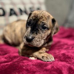 Cantaloupe - Merle female Great Dane puppy in Jerusalem, Arkansas from Mara Danes