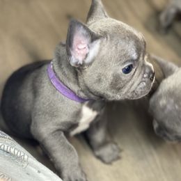 French Bulldog Puppies from Fabled Frenchies