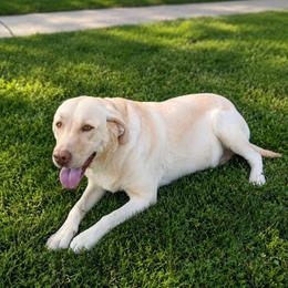 ELLIE - Labrador Retriever