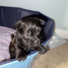 Cairn Terrier Puppies from Cook’s Cairn Terriers