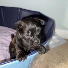 Cairn Terrier Puppies from Cook’s Cairn Terriers